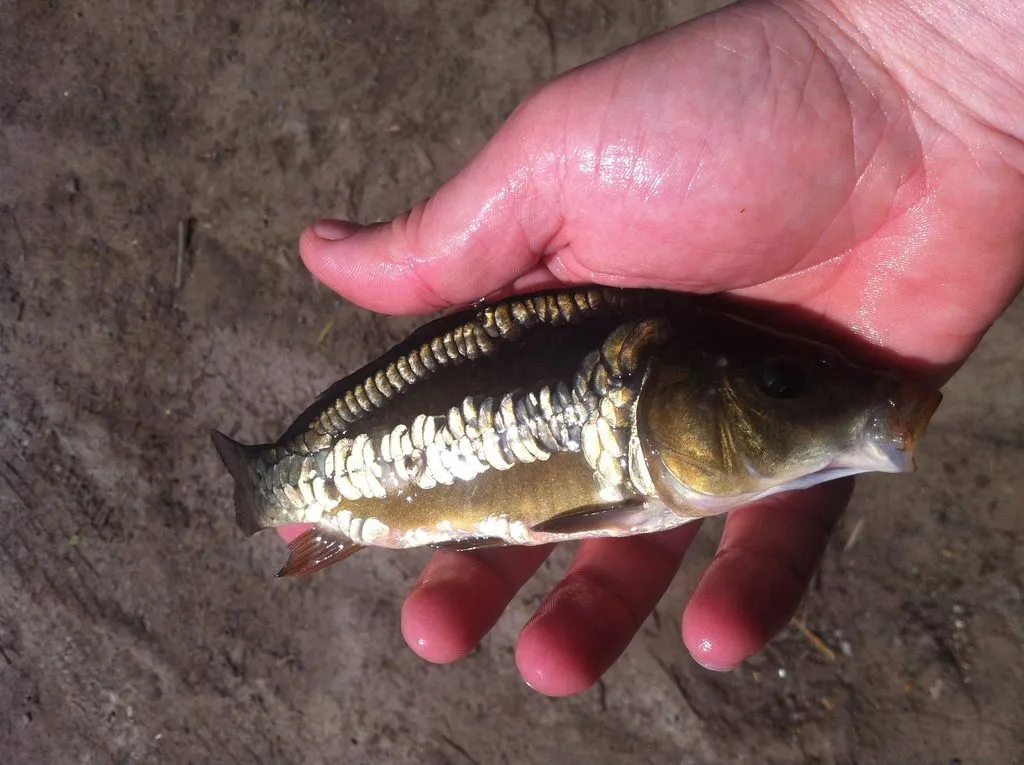 Белый амур рыба малек. Малек толстолобика. Малёк белого амура фото. Малек белого амура. Малек карпа толстолобика.