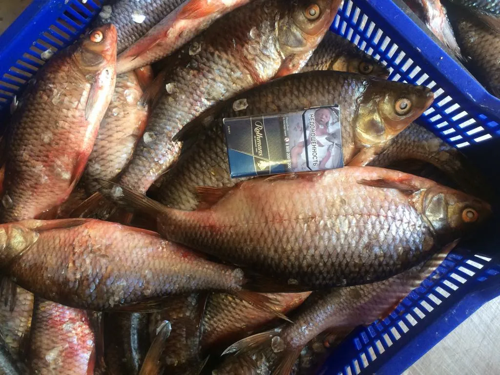 Красноперка озерная. Плотва rutilus rutilus. Плотва 6. Обыкновенная плотва и сорожка. Обыкновенная плотва.